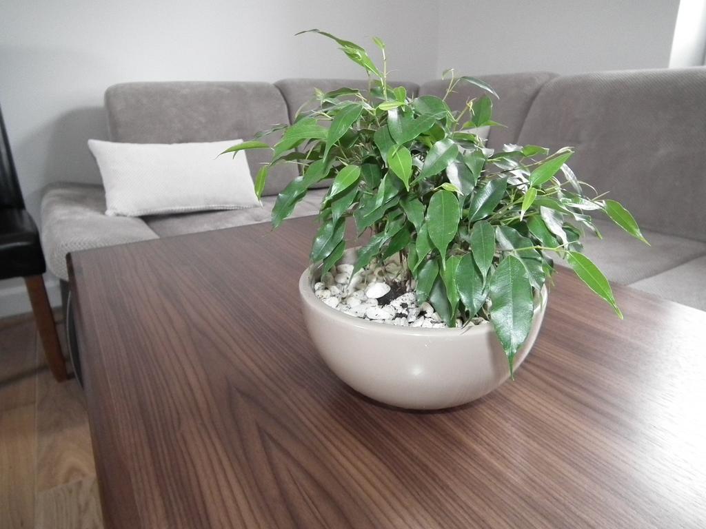 Pod Modrzewiami Daire Krynica Zdroj Dış mekan fotoğraf
